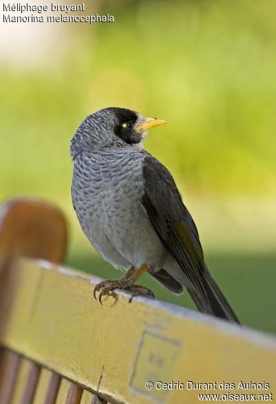 Noisy Miner