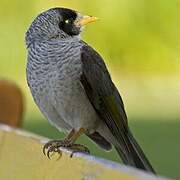 Noisy Miner