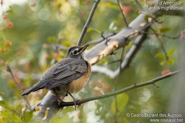 American Robin