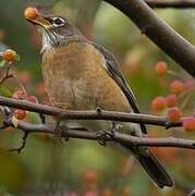 American Robin