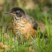 American Robin