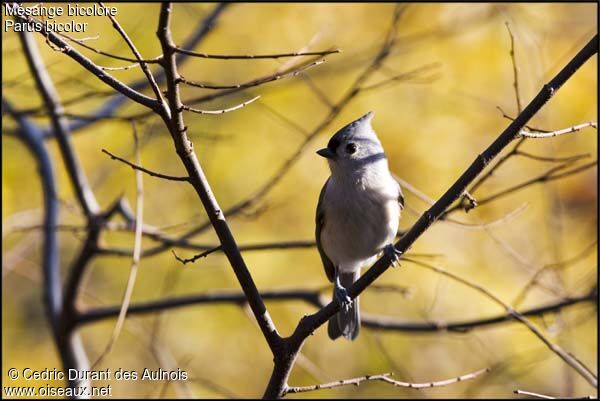 Tufted Titmouse