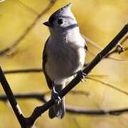 Tufted Titmouse