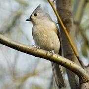 Tufted Titmouse