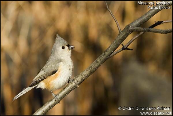 Tufted Titmouse