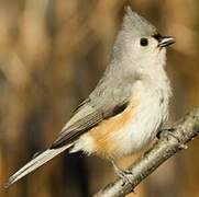 Tufted Titmouse