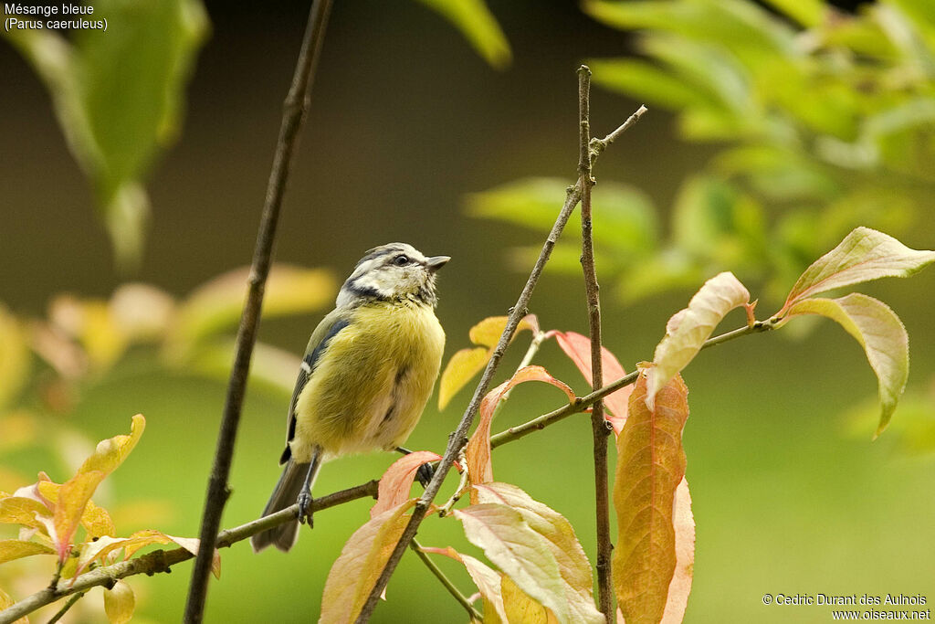 Eurasian Blue Tit