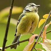 Mésange bleue