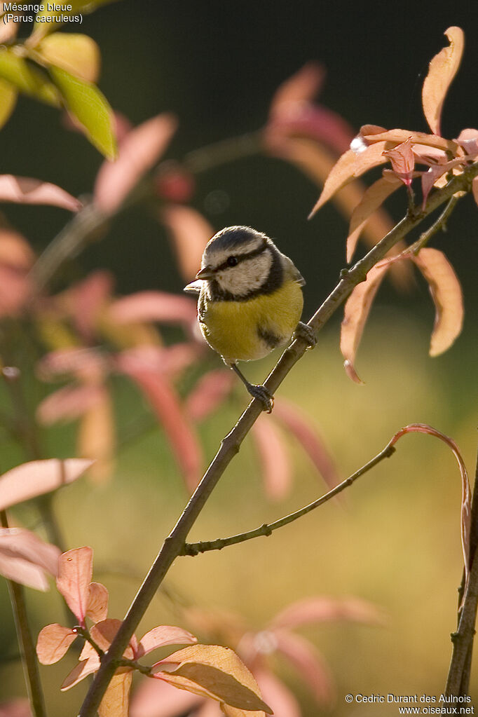 Mésange bleue