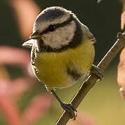 Eurasian Blue Tit