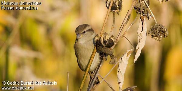 House Sparrow