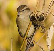 Moineau domestique