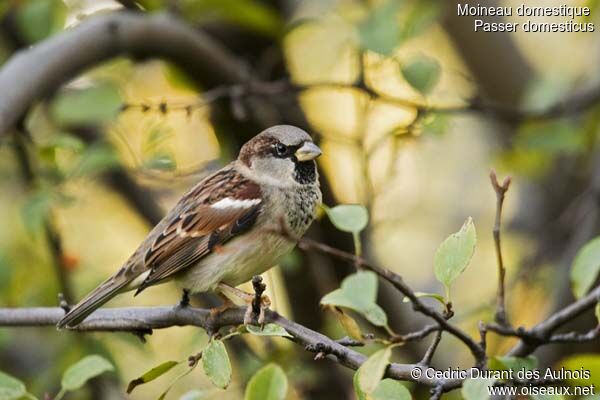 Moineau domestique