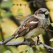 Moineau domestique