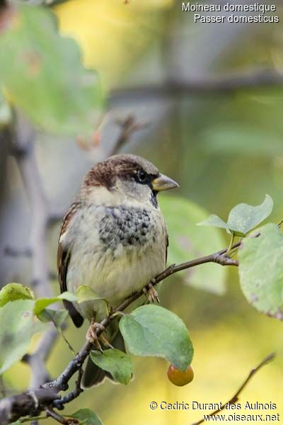 Moineau domestique