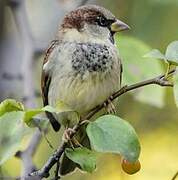 Moineau domestique