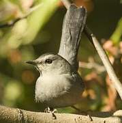 Grey Catbird