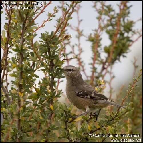 Patagonian Mockingbird