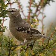 Patagonian Mockingbird