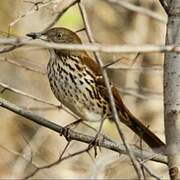 Brown Thrasher