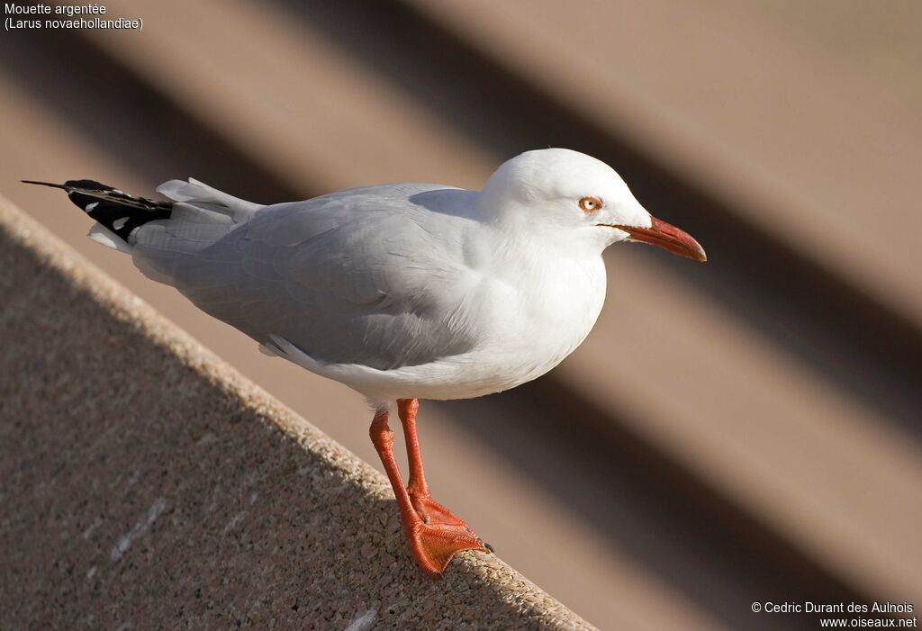 Mouette argentée