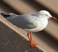 Mouette argentée