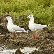 Mouette rieuse