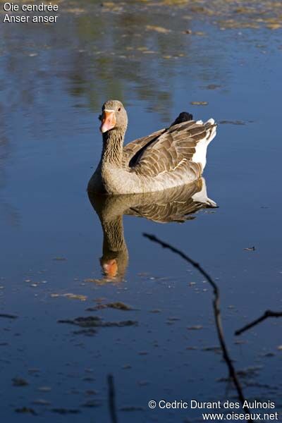 Greylag Goose