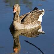 Greylag Goose