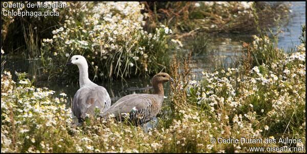 Upland Goose