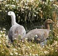 Upland Goose