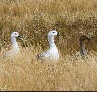 Upland Goose