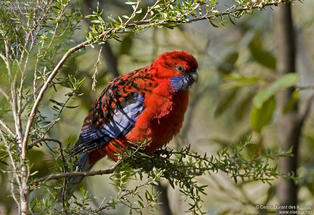 Perruche de Pennant