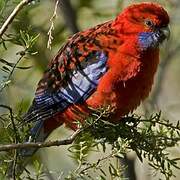 Crimson Rosella