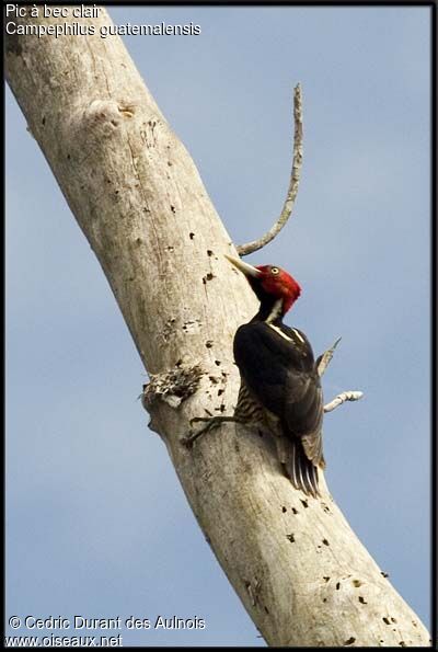 Pale-billed Woodpecker male