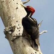 Pale-billed Woodpecker