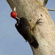 Pale-billed Woodpecker