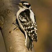 Downy Woodpecker