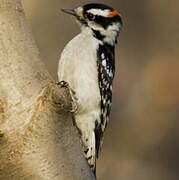 Downy Woodpecker