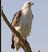 White-bellied Sea Eagle