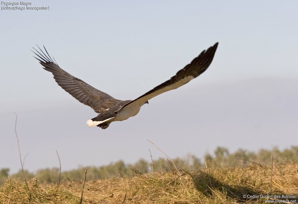 White-bellied Sea Eagle