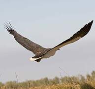 White-bellied Sea Eagle