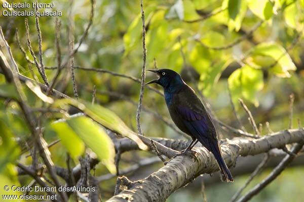 Common Grackle