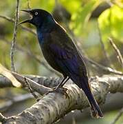 Common Grackle