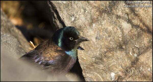 Common Grackle