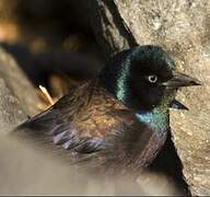 Common Grackle