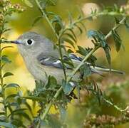 Ruby-crowned Kinglet