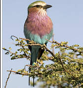 Lilac-breasted Roller