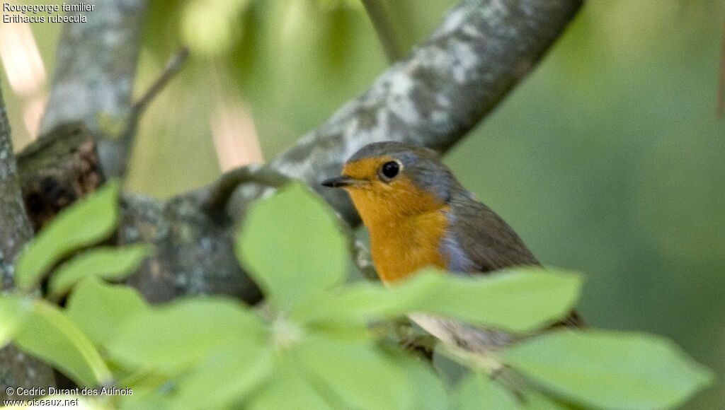 European Robin