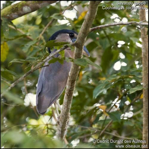 Boat-billed Heron